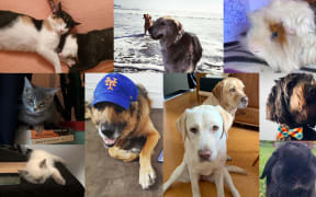 Pets in lockdown
