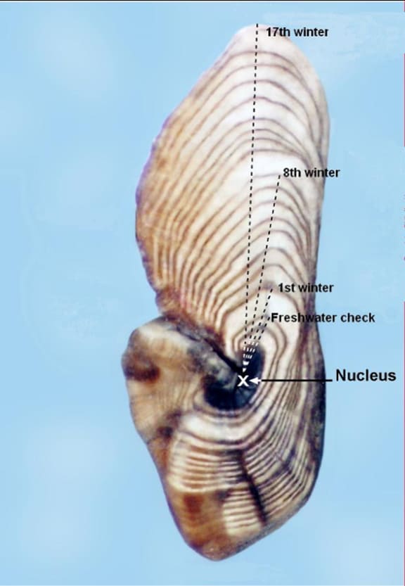 An ear bone from a 17-year-old eel.