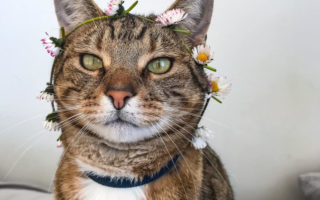 Kiera Brodie's cat Toastie - Brodie was raffling away Fred Again tickets for  charity - include one that helped Toastie get surgery.