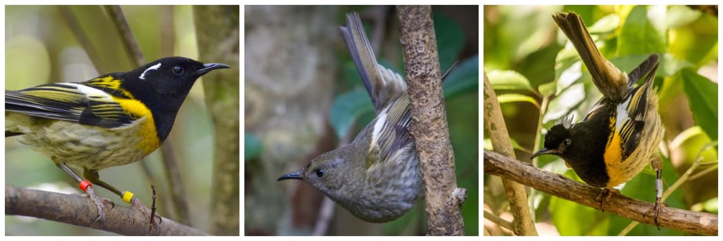 Hihi composite