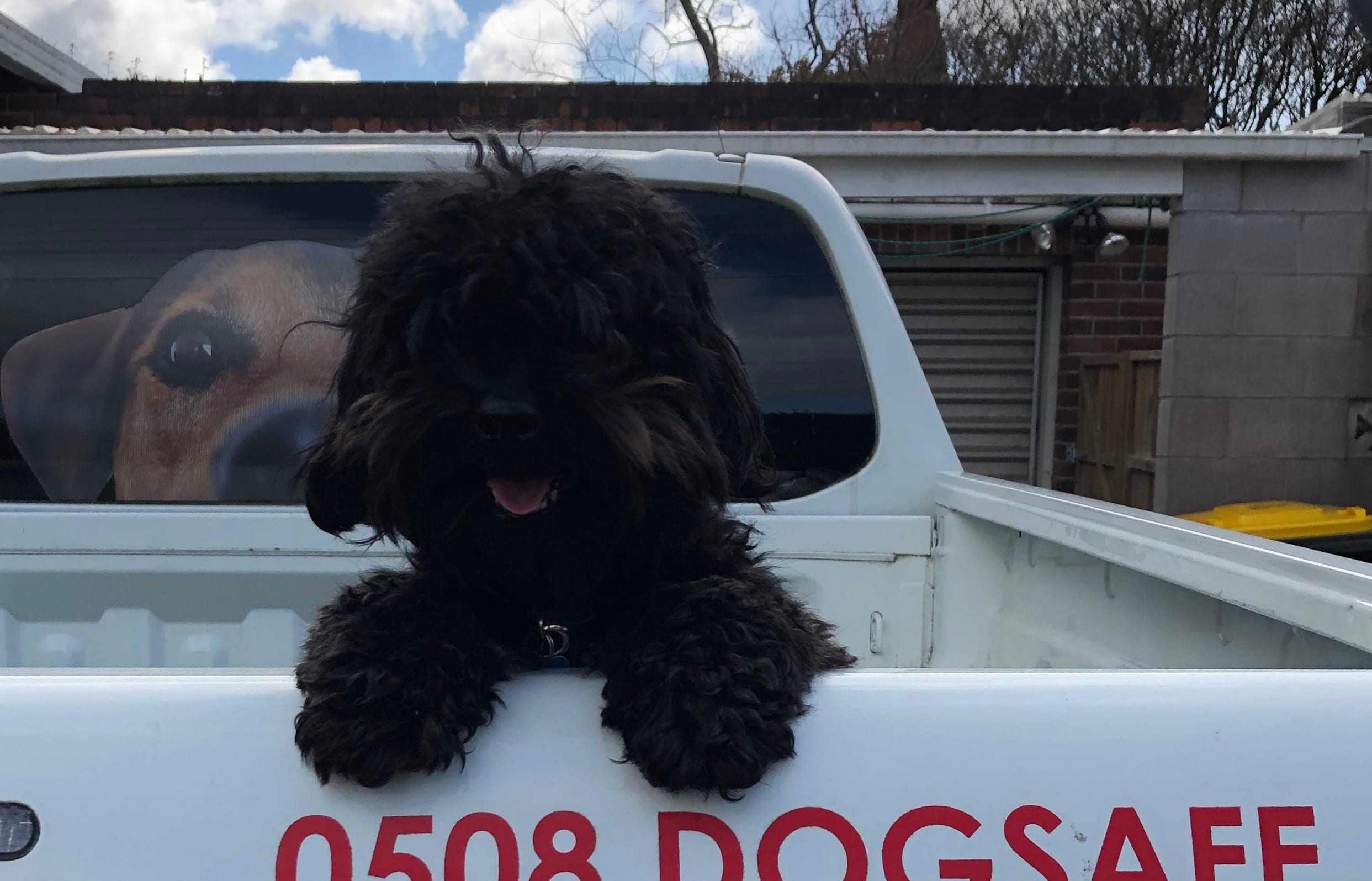 Kids Safe With Dogs operates programs in schools around New Zealand.