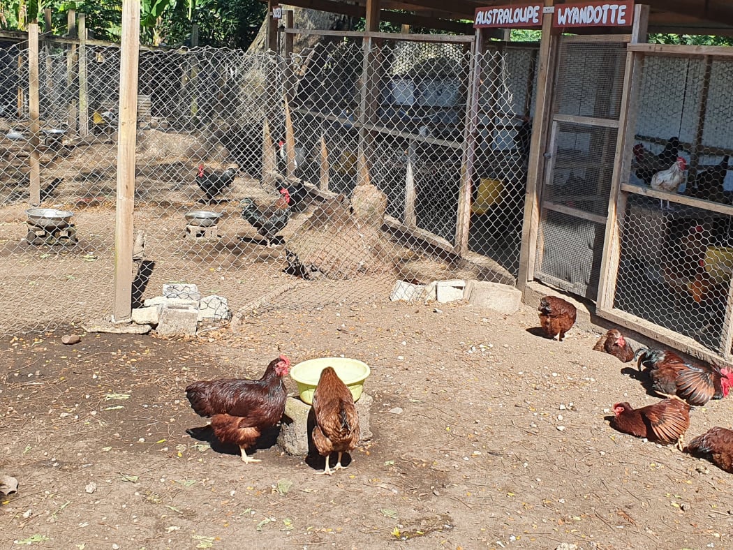 Chickens at a government breeding facility