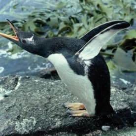 Photo for Gentoo penguin