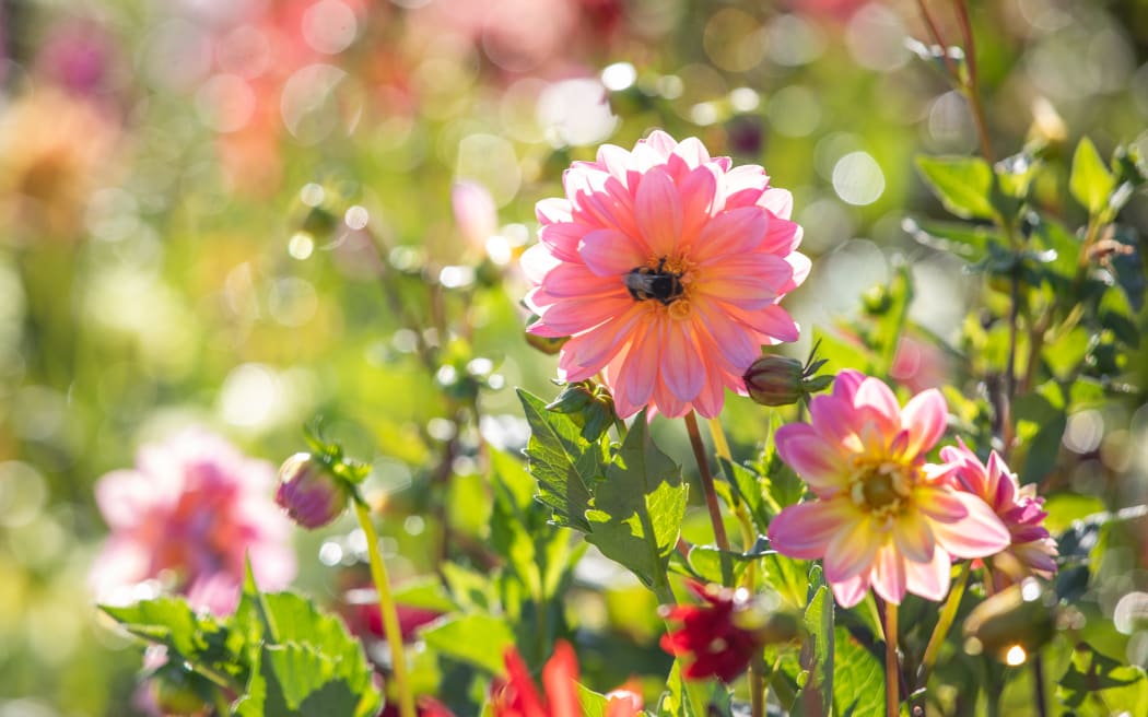 Dahlias