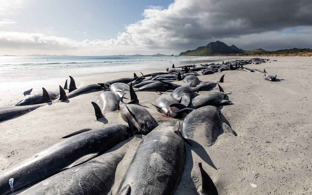 More than 250 whales that stranded on the Chatham Islands on 7 October, 2022 died or had to be euthanised.