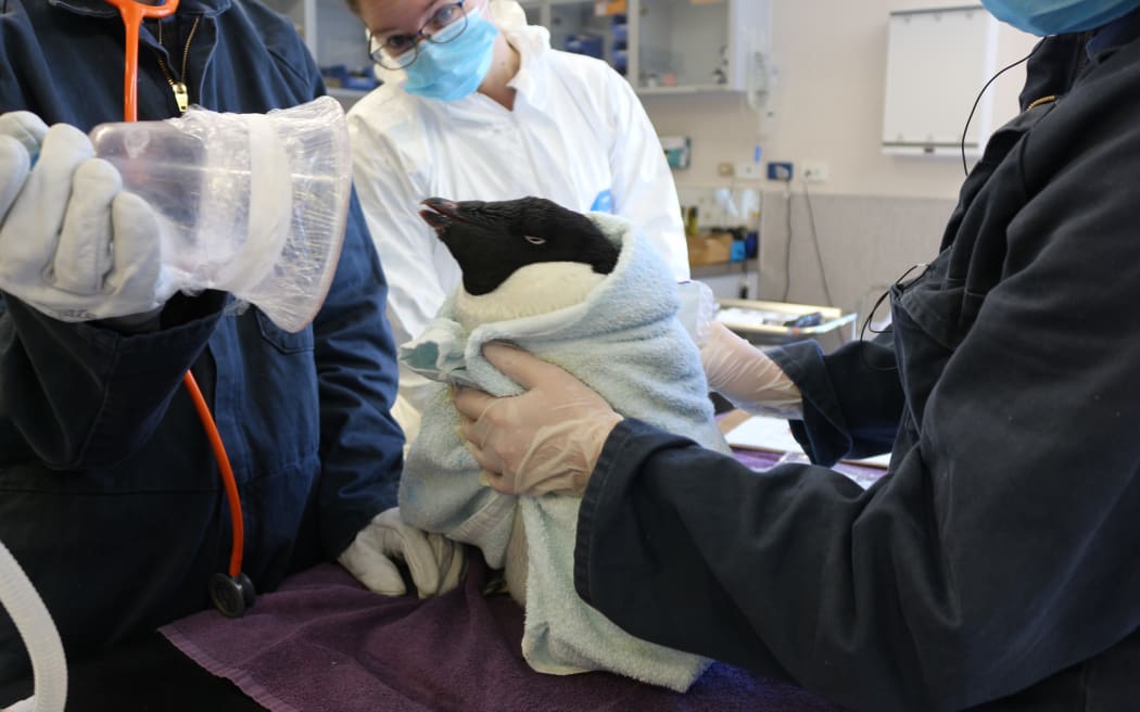 An Adélie penguin found on Petone Beach undergoes a full health check at Wellington Zoo.