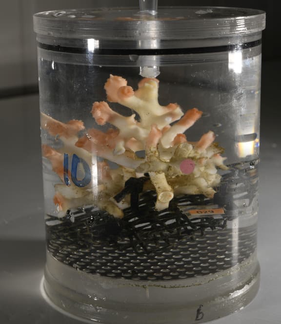 A deep-sea coral, Goniocorella dumosa, has its respiration measured in a special chamber during an experiment at NIWA.