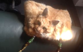 Dead Cat Handbag