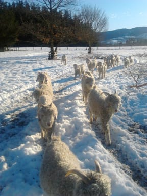 Angora goats coming for hay in Coopers Creek this morning, 4km inland from oxford.