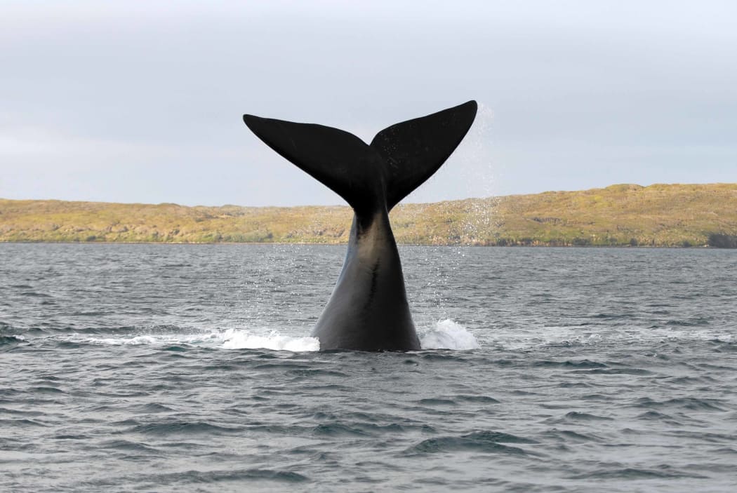 A southern right whale tail slapping in Port Ross, Auckland islands.