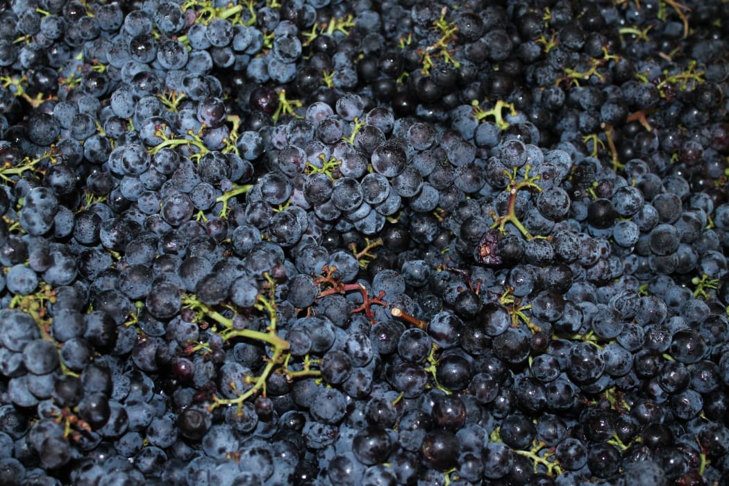 Northland grapes