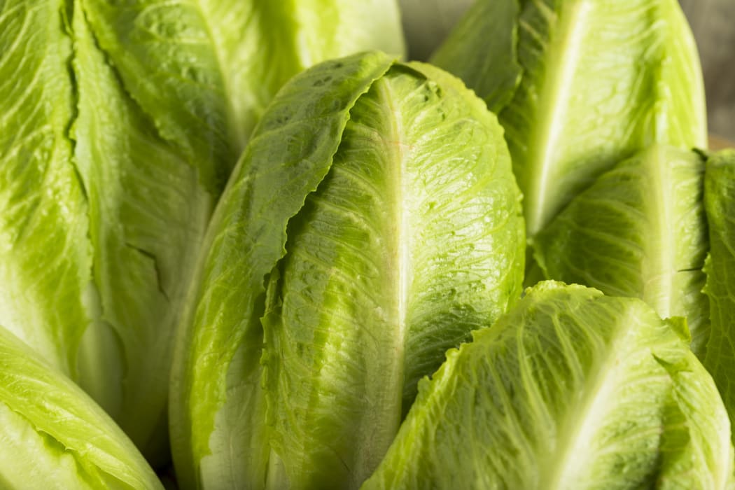 Raw Green Romaine Lettuce