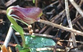 The swamp helmet orchid (Corybas carsei).