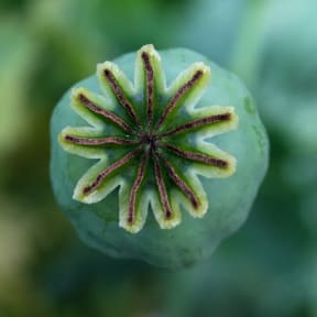Opium poppy seed head