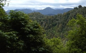 Deep In Te Urewera National Park, looking towards East Cape