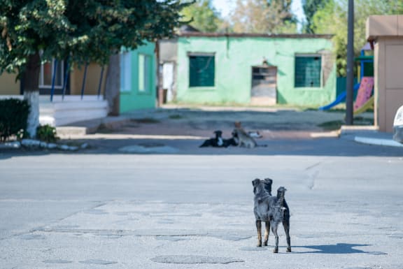 Flock of stray homeless dogs on a city street
