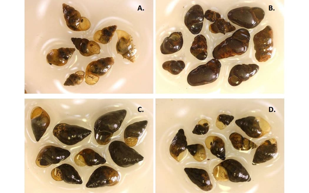 Examples of potamopyrgus snails collected from: A. Upstream of T&T landfill B. Downstream C. Ōwhiro
Stream upstream of Murchison Bridge and D. Owhiro Stream at Ōwhiro bay, 22nd December 2016.