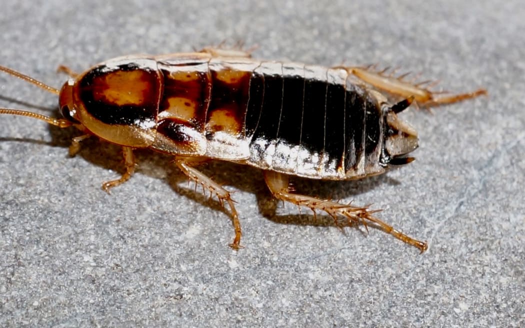 Otago alpine cockroach