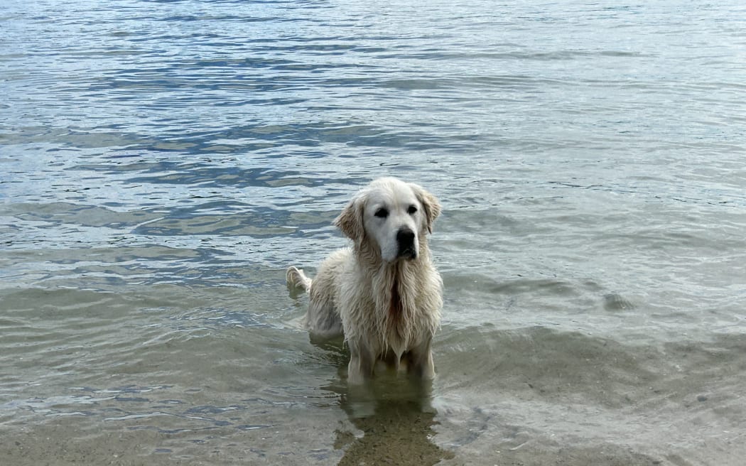 Dog at Oriental Bay Beach in Wellington on 31 October 2023.