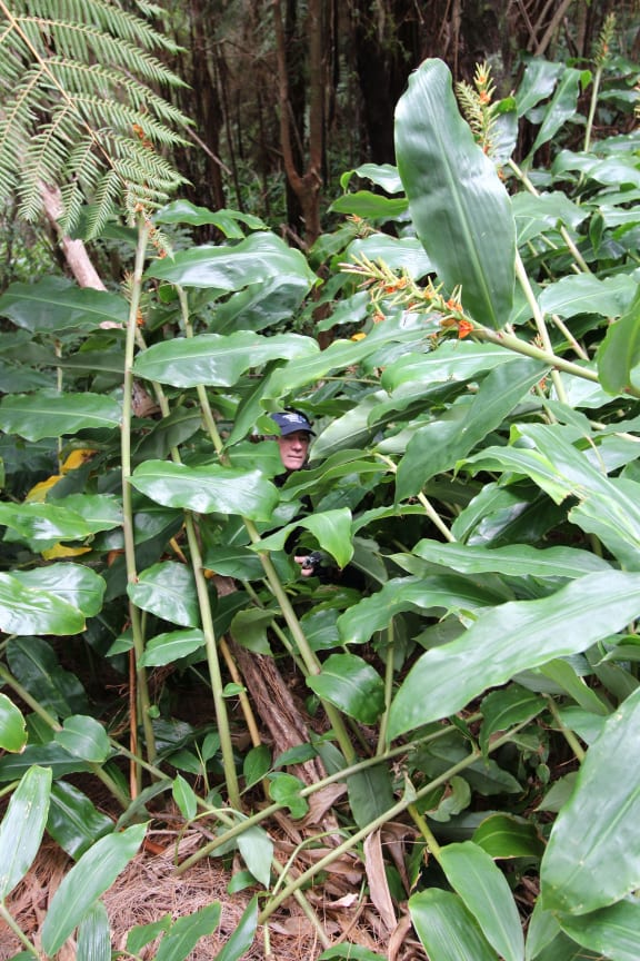 Biosecurity manager Don McKenzie is dwarfed by invasive wild ginger in the Helena Bay area near Whangarei.