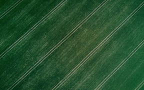 Crops