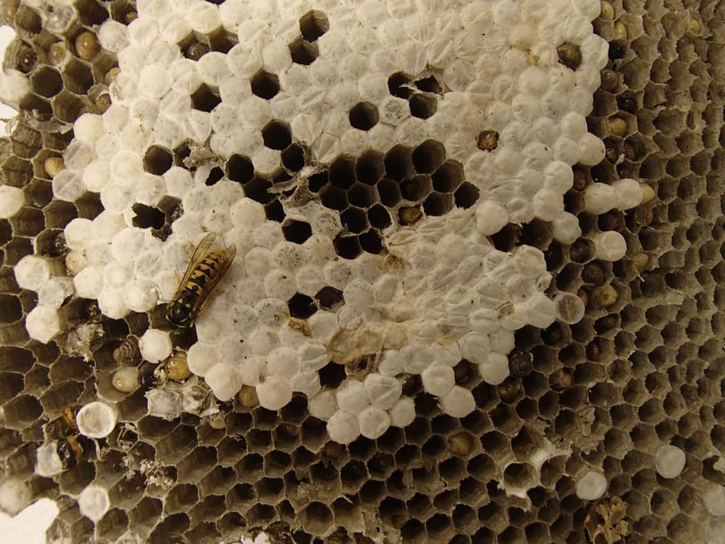 A common wasp nest with adults, larvae and pupae
