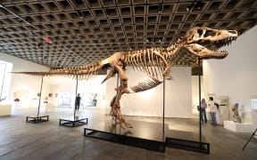 "Gus", a mounted Tyrannosaurus Rex skeleton, one of the largest T. rex ever found, is pictured during a press preview at the Sotheby's Breuer building in New York, on July 1, 2026. The 67-million-year-old skeleton, found during an excavation on private land in South Dakota and comprising 183 fossil bones, representing up to 80% of the animal’s total bone mass, making it one of the most complete T. rex fossils ever found, will be put to auction as part of the "Summer Season at the Breuer" from late June through mid-August 2026. (Photo by TIMOTHY A. CLARY / AFP)