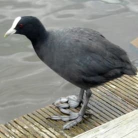 Photo for Australian coot