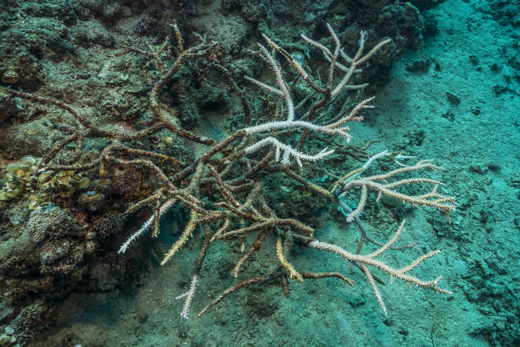 Tara Pacific expedition - november 2017 Bubble site, Normanby Island, Papua New Guinea, Bleaching process visible on Staghorn Coral (Acropora cervicornis), D: 3 m. 
 
Biosphoto / Christoph Gerigk