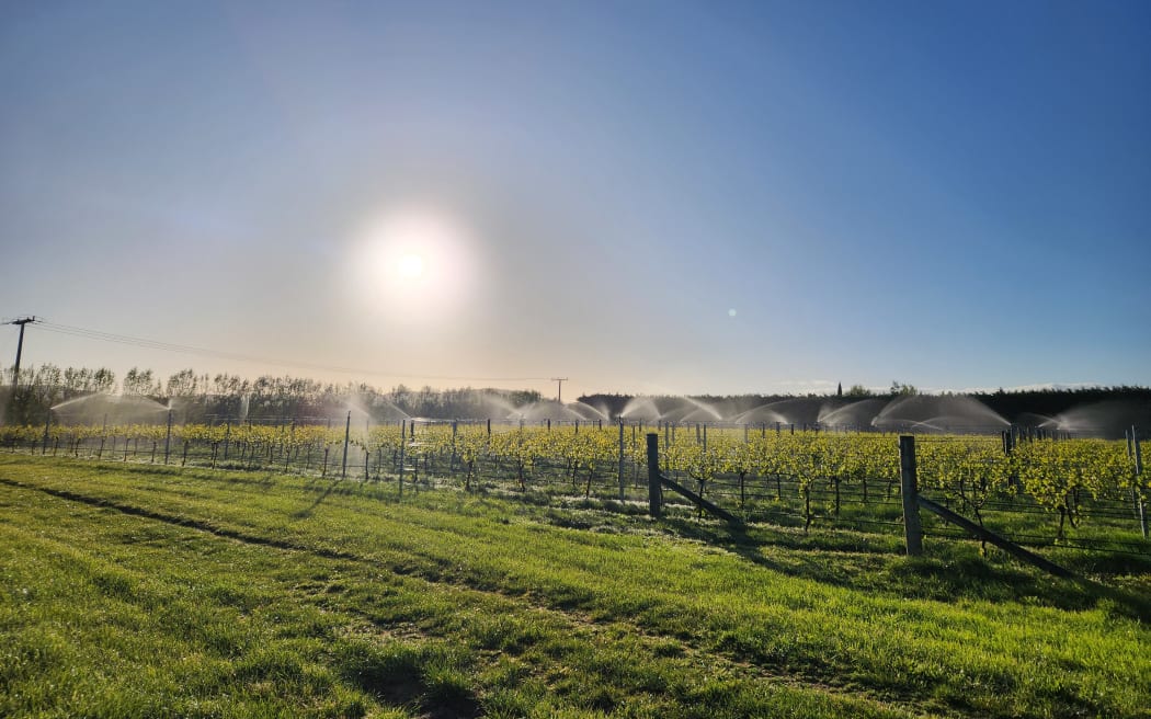 Sprinklers on in the vineyard to guard against frost damage