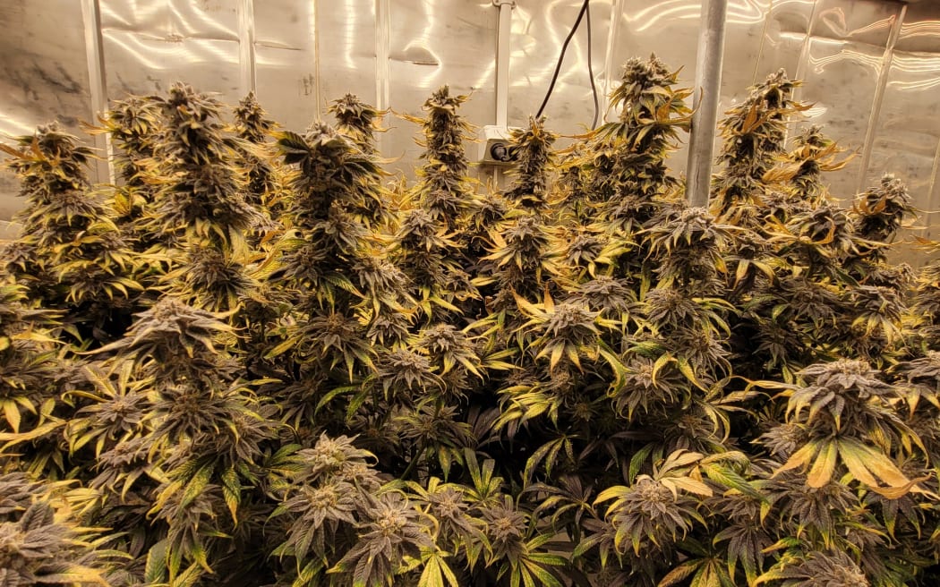Medical cannabis was legalised in 2020.