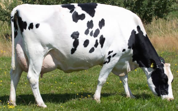 The success of 13-year-old Meander FMI April of Southland as a breeding brood cow has been recognised by herd improvement co-operative Livestock Improvement Corporation.