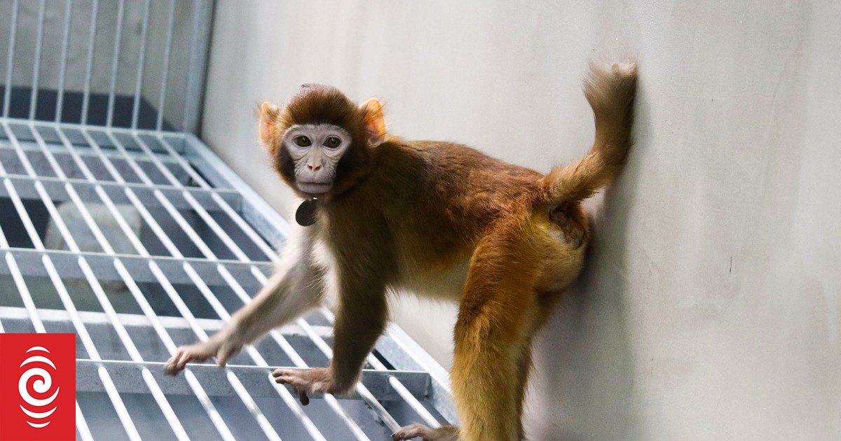 Cloned monkey created to speed up medical research - Vimarsana News