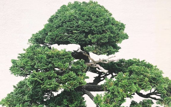 Bonsai