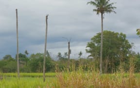 Solomon Islands coconut palms killed by coconut rhinoceros beetle invasion. Nov 2018