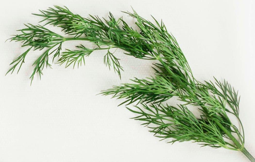 dill