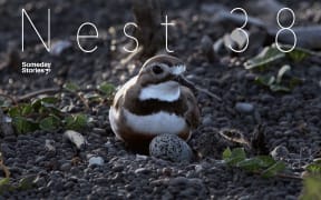 Nest 38 | Someday Stories 4