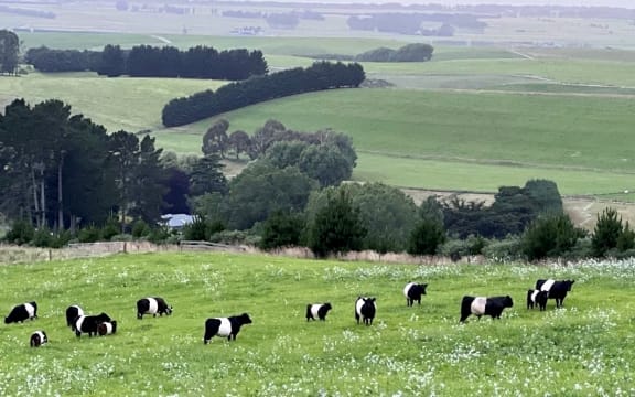 Galloway Cattle