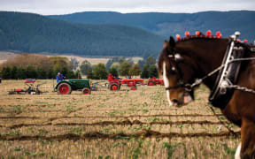 A Clydesdale draws a plough. In the background, farmers on tractors pull ploughs behind them through yellow fields.