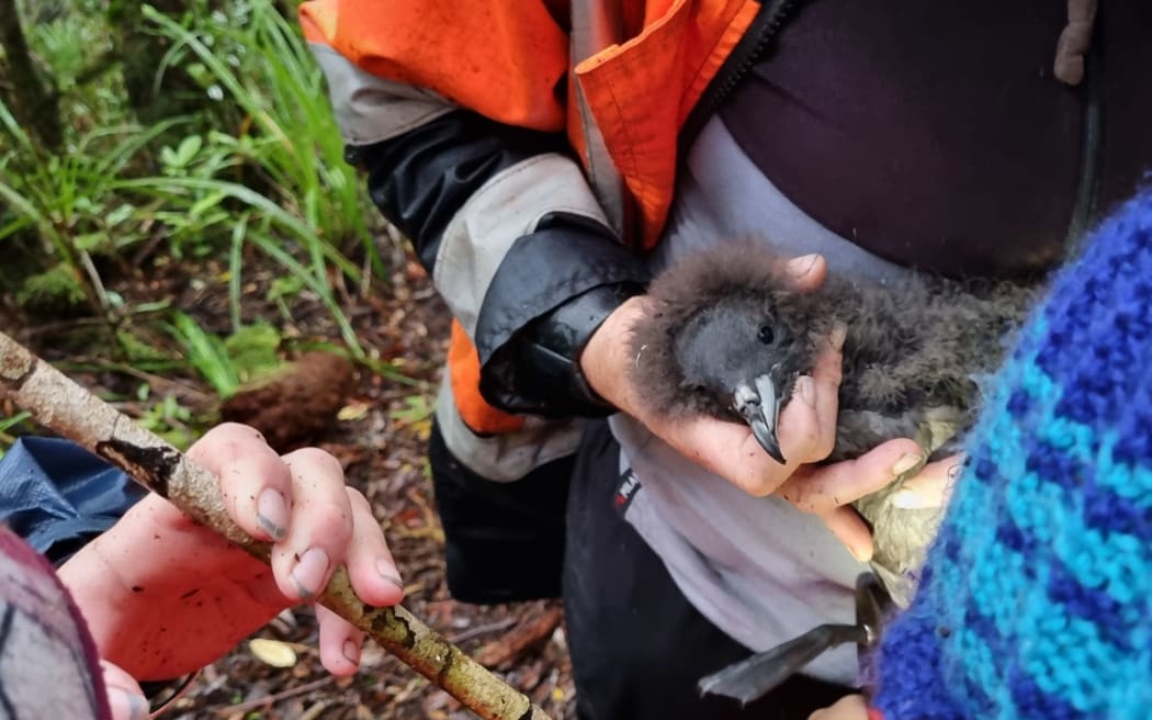 A conservation worker in a bright orange jacket is holding a black petrel chick, getting it ready for banding.