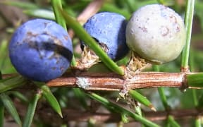 Juniper berries on a branch
