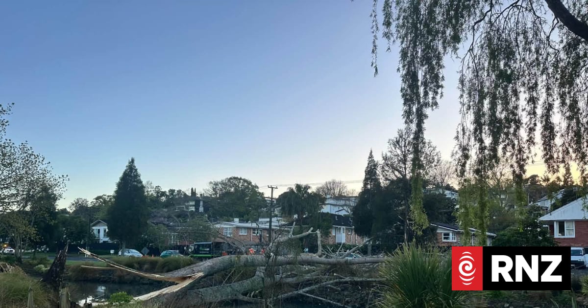 Fallen tree blocks road in Remuera