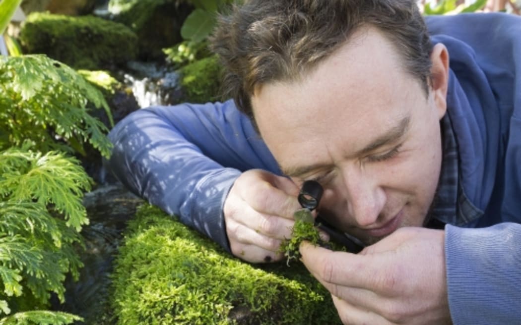 Botanist Dr Matt Renner inspecting the tiny features that distinguish bryophytes from each other using a hand lens.