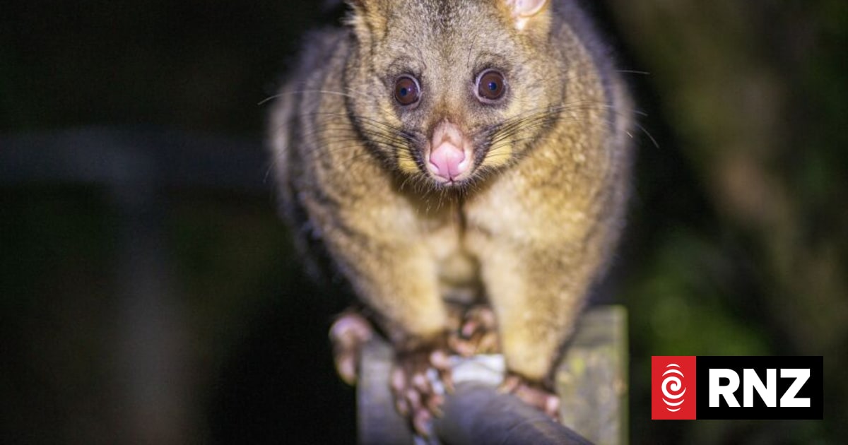 Warning that 'pests will not stop' for local government reform