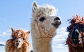17284842 - three funny alpacas in different colors