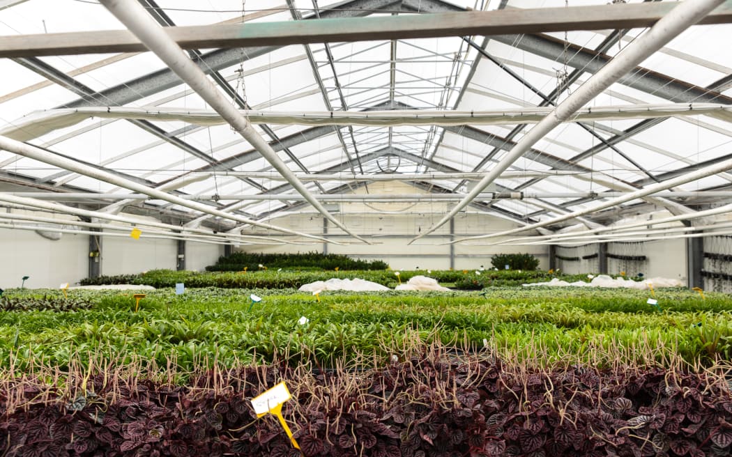 Pipes of hot water run through the glass houses to heat the place up.