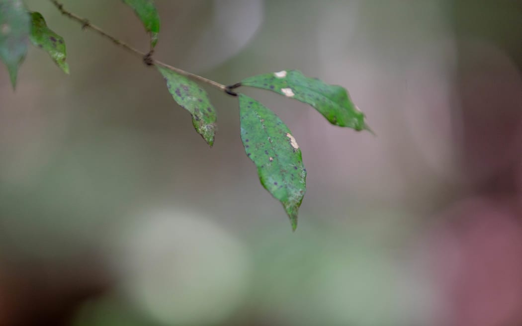 Belmont Quarry wants to swap with Conservation untouched land