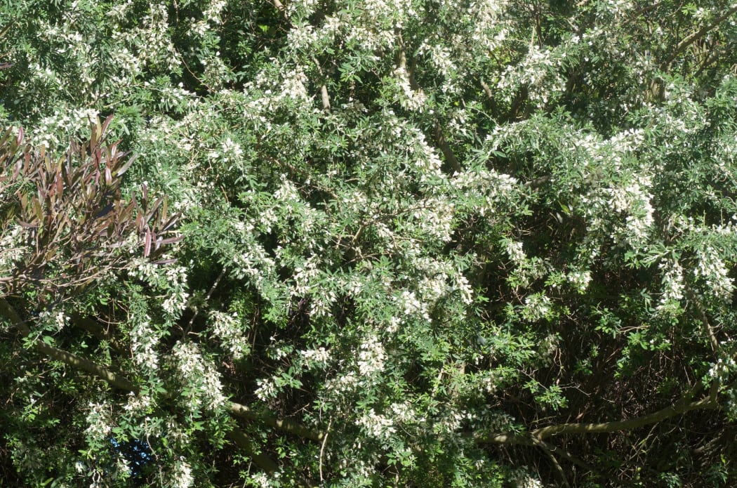 Flowering Tree Lucerne