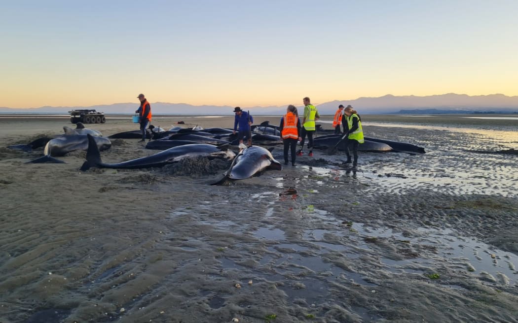 stranded whales jan