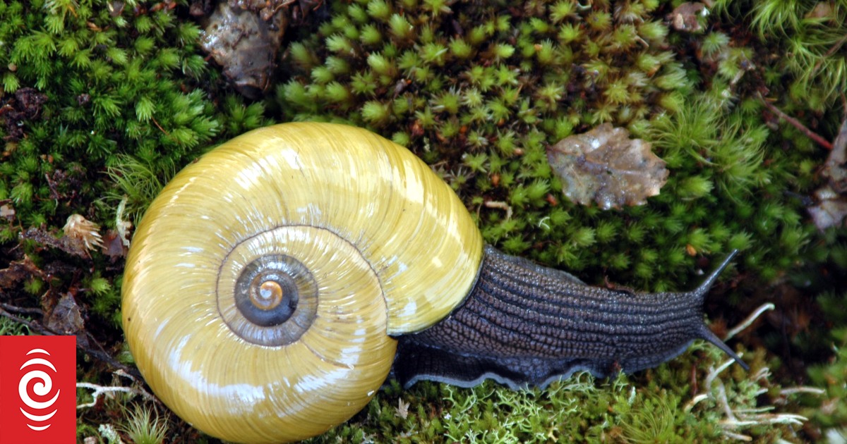 Critter of the Week: Giant land snail | RNZ